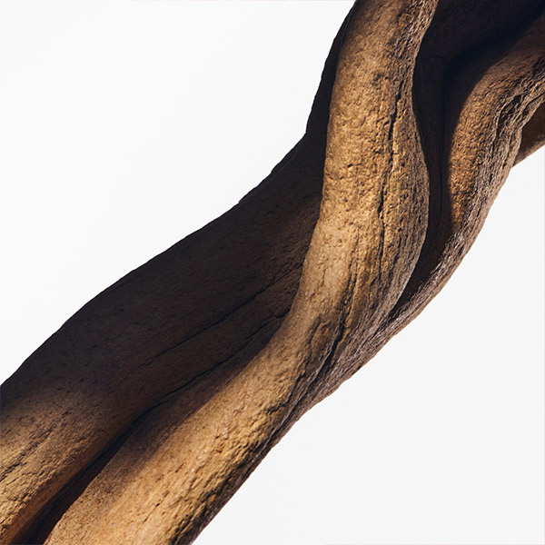 Close-up of natural sandalwood with warm brown tones and textured grain, representing a creamy, woody fragrance note