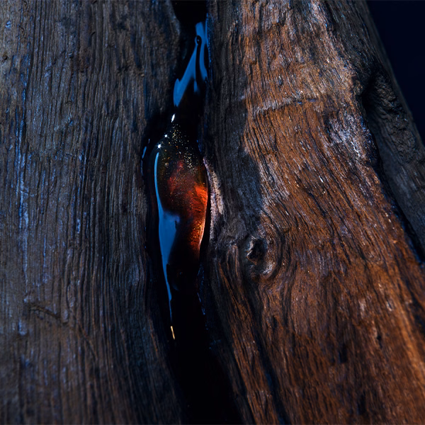 A sap leaking out a tree