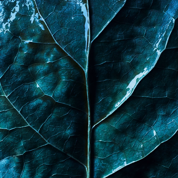 A dark green leaf