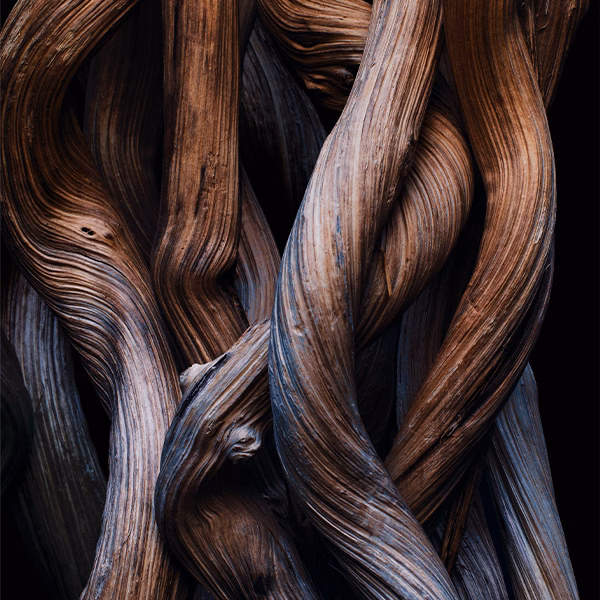 Weaving roots of wood