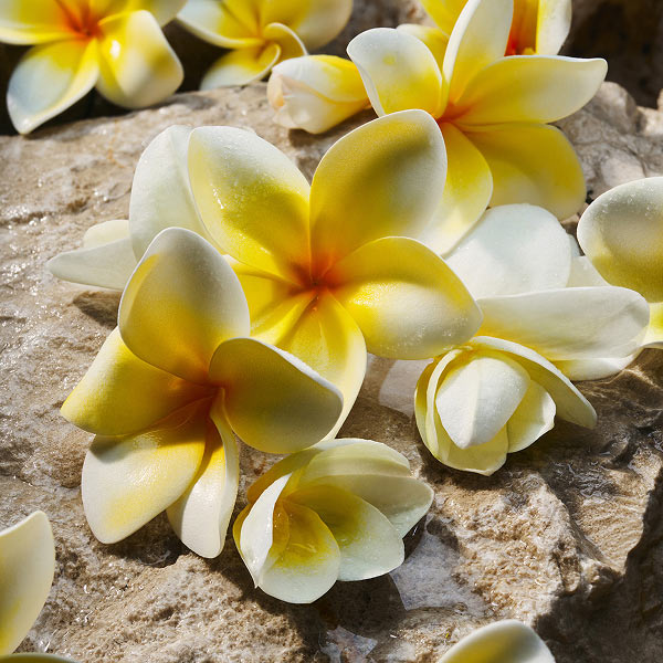 Frangipani flowers pictured on a rock