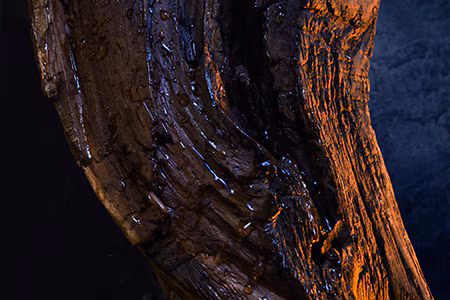Close‑up of textured dark wood with water droplets and warm amber highlights, representing a rich, woody fragrance note background