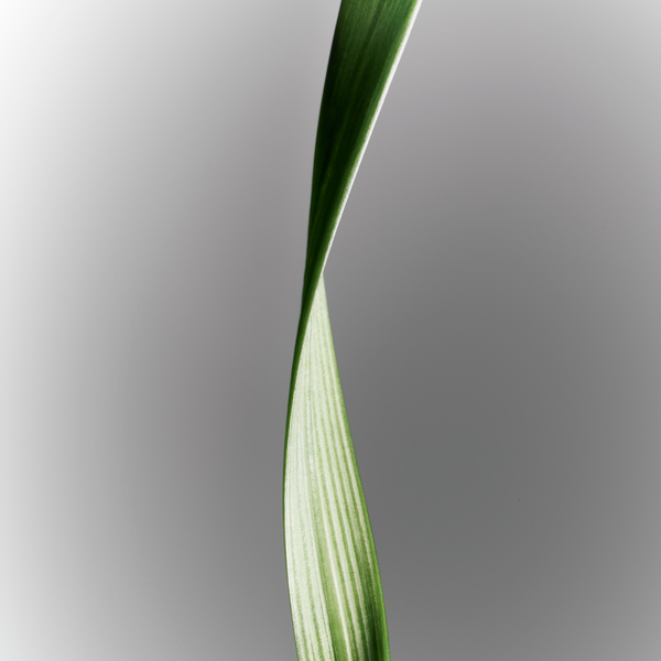 Iris flower displayed as a fragrance ingredient for Tom Ford Grey Vetiver on a clean background