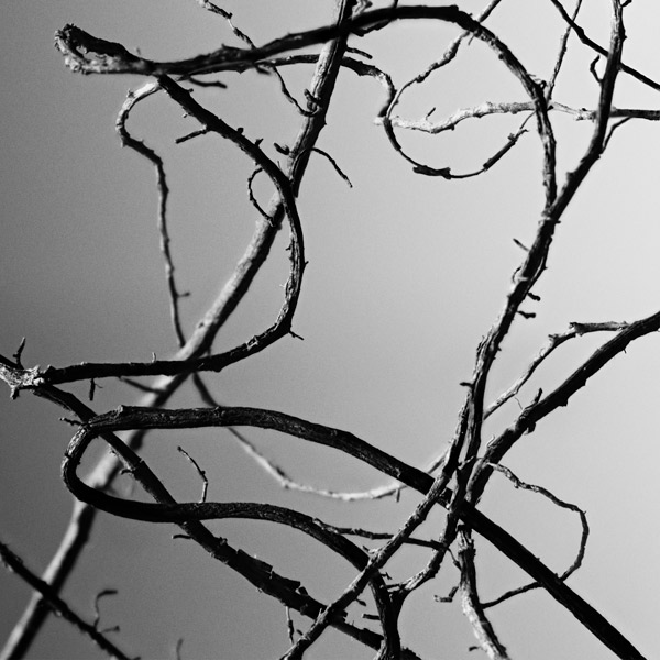 Vetiver roots displayed as a fragrance ingredient for Tom Ford Grey Vetiver on a clean background.