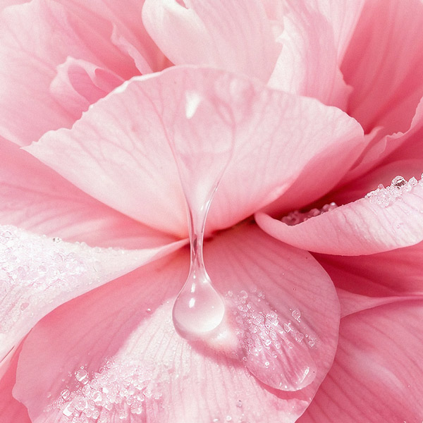 water due dripping off a flower